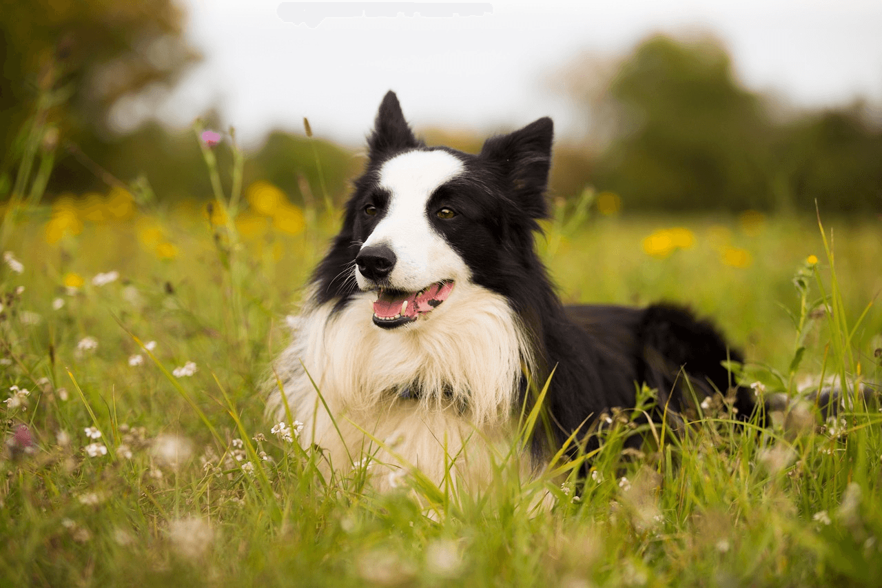 21 iulie - Ziua Mondială a Câinilor Collie! Eleganță, inteligență și devotament fără margini